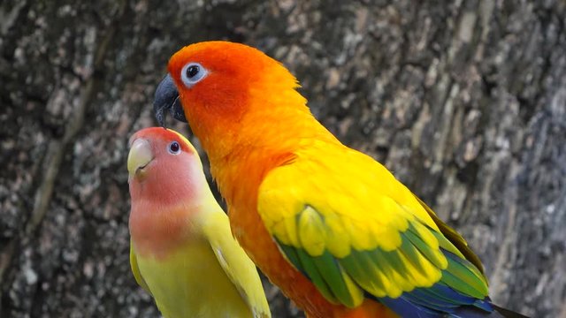beautiful parrot colorful bird orange