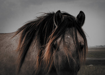 portrait of a horse