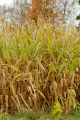 Corn field changing colors