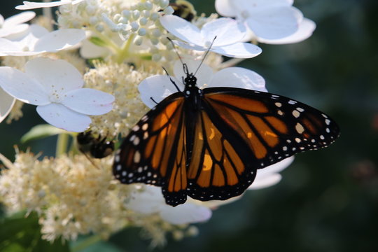 A close up of a Monarch Butterfly on a white hydrangea plant.