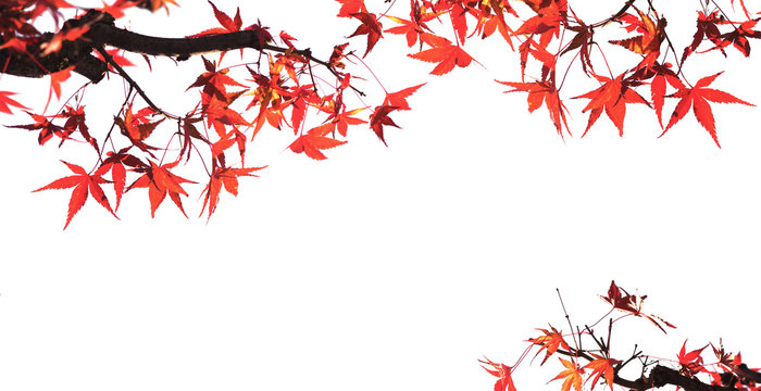 colorful maple leaves and branches isolated on white background