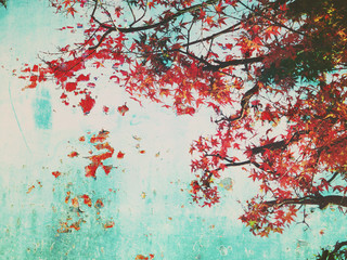 red maple leaves over blue rustic grunge wall background