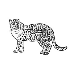 Hand sketch leopard. Vector illustration on a white background.