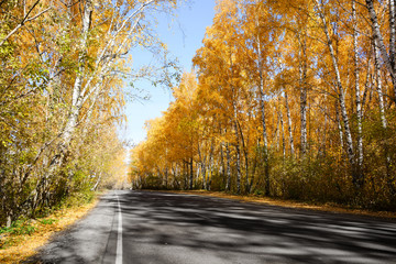 The road in the autumn Pine and birch forest.Beautiful yellow foliage on birch trees