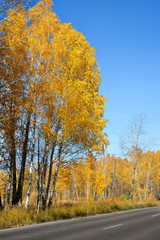 The road in the autumn Pine and birch forest.Beautiful yellow foliage on birch trees