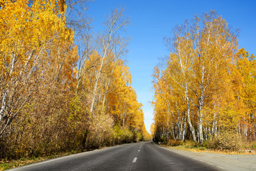 Obraz premium The road in the autumn Pine and birch forest.Beautiful yellow foliage on birch trees