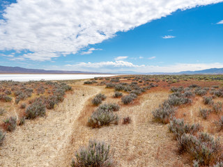 Trail through grass to salt flat at Soda Lake, Carizzo Plain National Monument on sunny spring day, Kern County, California, Central Valley