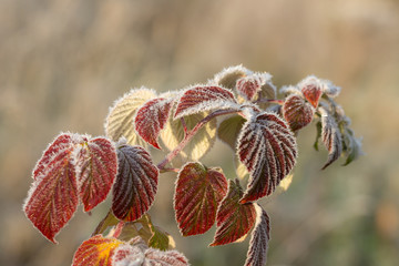 branch with hoarfrost in the foreground