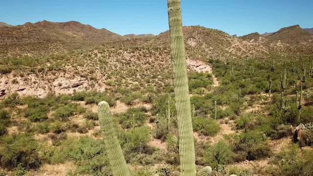 Aerial footage over Saguaro Cactus field in Sonora desert, Arizona Drone view fly slowly over Saguaro Cactus in Sonora desert, Arizona, Usa