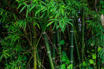 Fototapeta premium Green bamboo leave in nature