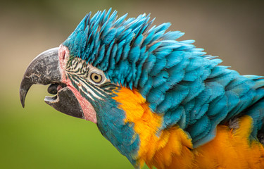 Blue and Yellow Macaw