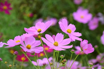 Fototapeta premium Jesienne kwiaty wiśni