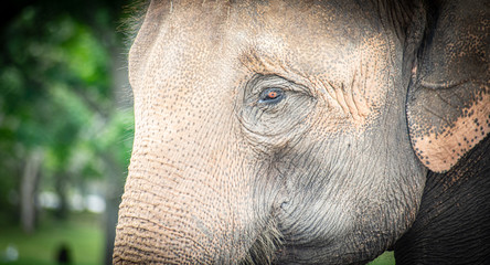 Elephant Eye