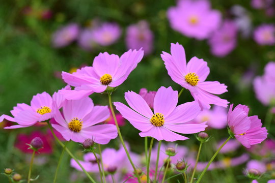 23 405 最適な 秋桜 画像 ストック写真 ベクター Adobe Stock 23 405 最適な 秋桜 画像 ストック写真 ベクター Adobe Stock