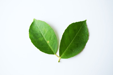 Fototapeta premium Green leaves, lemon tree isolated on white background.