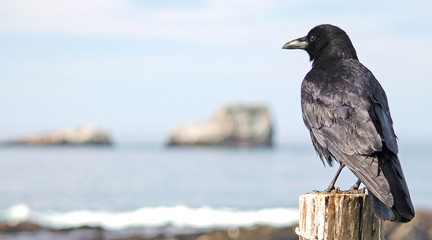 Black Crow Watches the Ocean in Central California