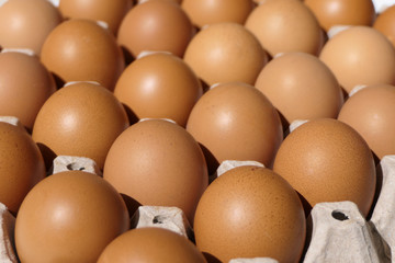 Close up group of chicken egg in egg panel paper.