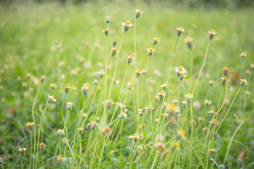 vintage soft tone, Abstract nature background with grass in the meadow and sunset. picture can used wallpaper desktop or copy space for add text message. Nature concept.