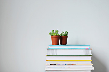 Sedum succulent green house plant in brown pots and stack of books over white