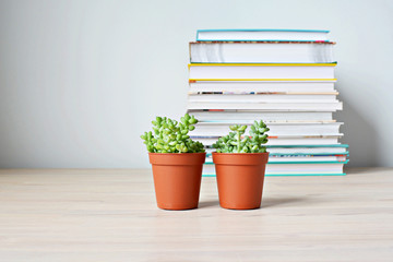 Sedum succulent green house plant in brown pots and stack of books on wooden desk over white