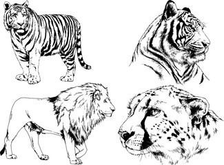 vector drawings sketches different predator , tigers lions cheetahs and leopards are drawn in ink by hand , objects with no background