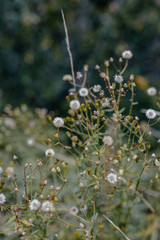 Woodland dandelions 
