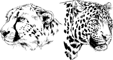 vector drawings sketches different predator , tigers lions cheetahs and leopards are drawn in ink by hand , objects with no background - obrazy, fototapety, plakaty