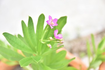 Pink flower on green background in garden home Thailand