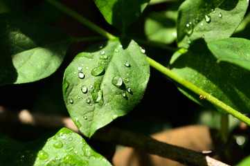 Water droplets on the leaves