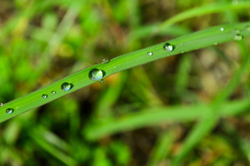 water drops on green grass