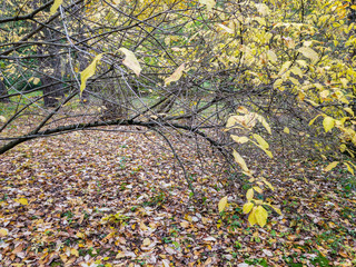 branch with bright yellow leaves. forest ground covered with dry fallen leaves. autumn background
