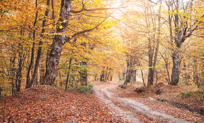 Autumn forest with ground road. Beautiful landscape