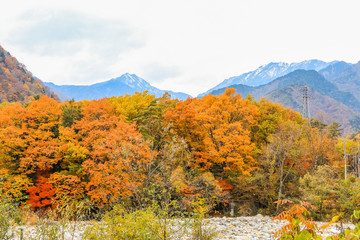 Beautiful autumn leaves of Takase in omachi district, Nagano PrefectureJapan.
