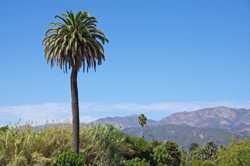 Fototapeta na wymiar Single high palm tree towering above vegetation under blue sky with central California coastal mountains in the background
