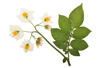 Pressed and dried flower of potatoes.
