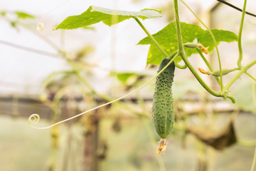 Growing cucumbers and harvesting. Organic production. Ecological products.