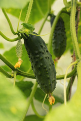 Growing cucumbers and harvesting. Organic production. Ecological products.