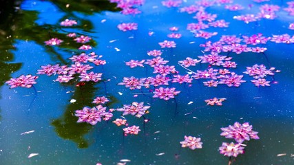 pond with blue water and pink flowers floating on it