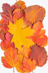 Naklejka na ściany i meble bright colored red and yellow leaves isolated on a white background close up , autumn fall