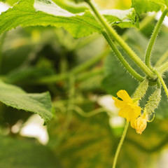 Growing cucumbers and harvesting. Organic production. Ecological products.
