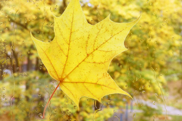 Yellow leaf adhered to the glass.