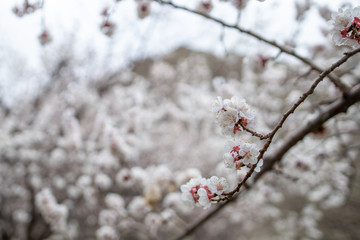 Apricot flower bloosom in Ladakh, India. White flower on branch looklike sakura blooming on winter season.