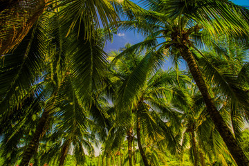Fototapeta premium palm tree in the wind