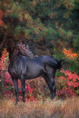 Horse  in bridle against yellow and red autumn trees