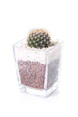 growing of cactus in a pot, planting at home