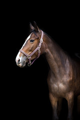 Fototapeta na wymiar Horse portrait in bridle isolated on black background