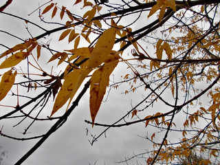 autumn leaves against blue sky