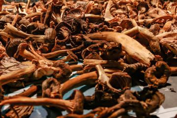 Stockholm, Sweden Wild picked chanterelle mushrooms drying on newspaper