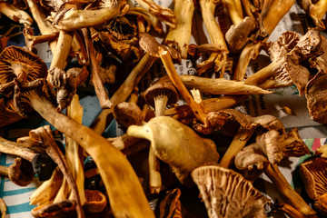 Stockholm, Sweden Wild picked chanterelle mushrooms drying on newspaper