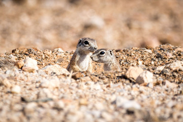 Close up of two ground squirrels that are looking out of a hole in the ground, Namibia, Africa